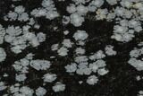 Polished Snowflake Obsidian Section - Utah #117764-1